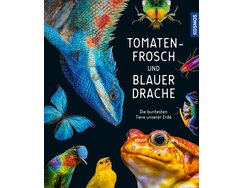 kosmos-tomatenfrosch-und-blauer-drache